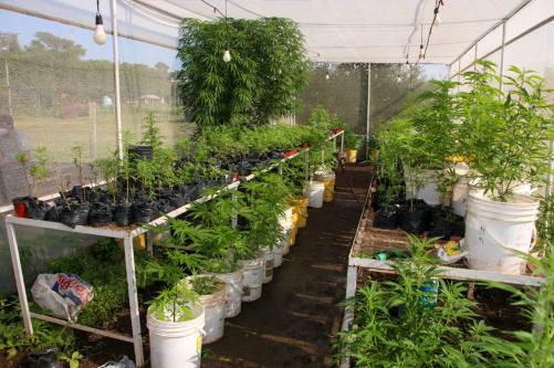 Utilizan granjas como fachada para cultivar marihuana